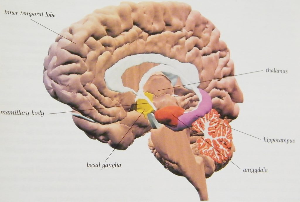 Neuroscience Whtton counselling