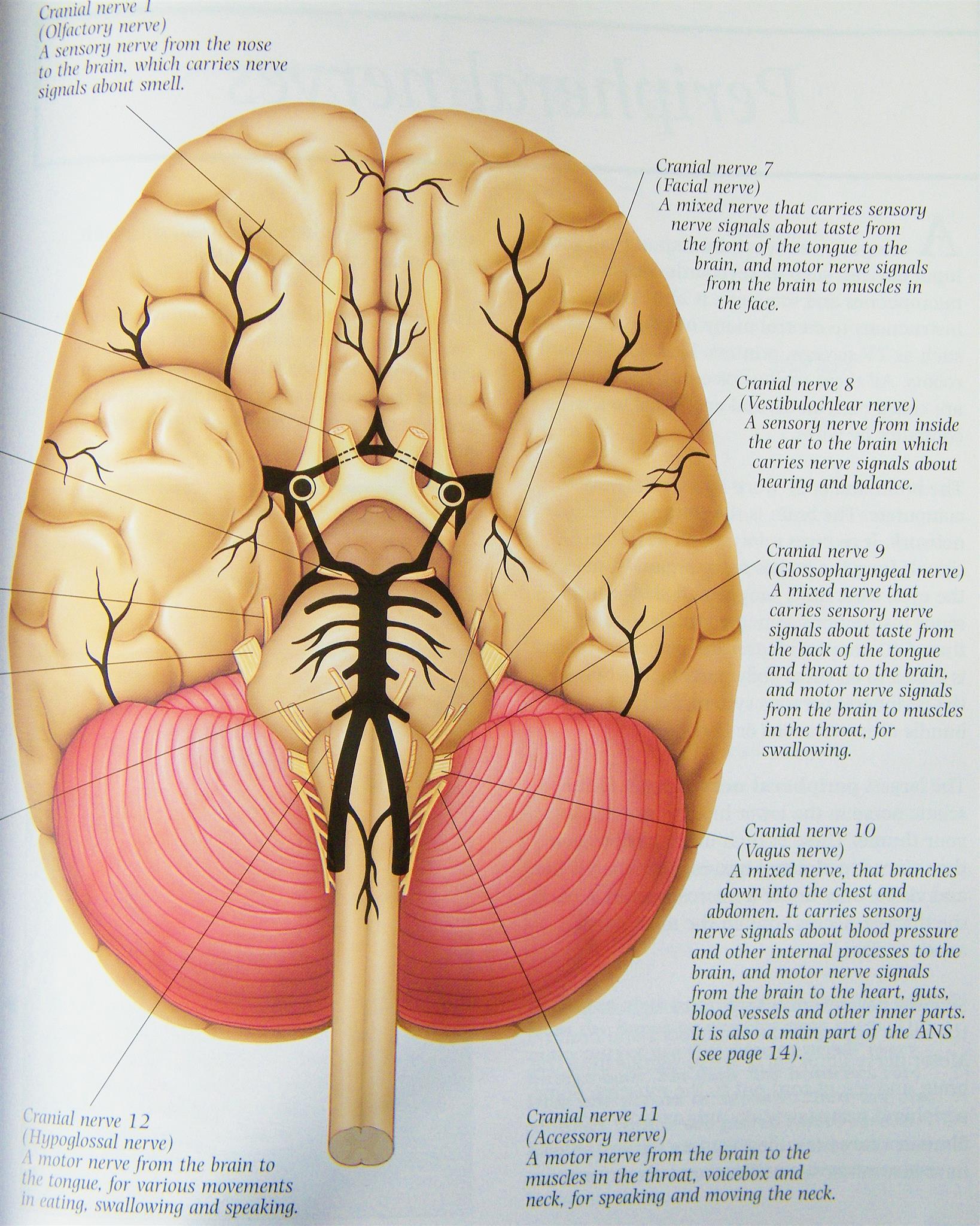 Brain: the limbic system