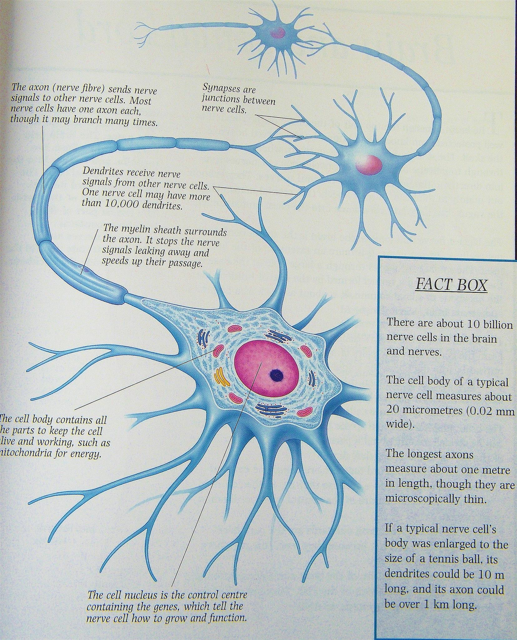 Neuron (brain cell)